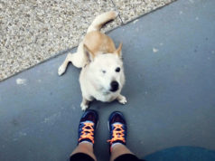 Behanie so psíkom Behanie so psíkom