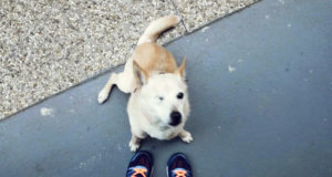 Behanie so psíkom Behanie so psíkom